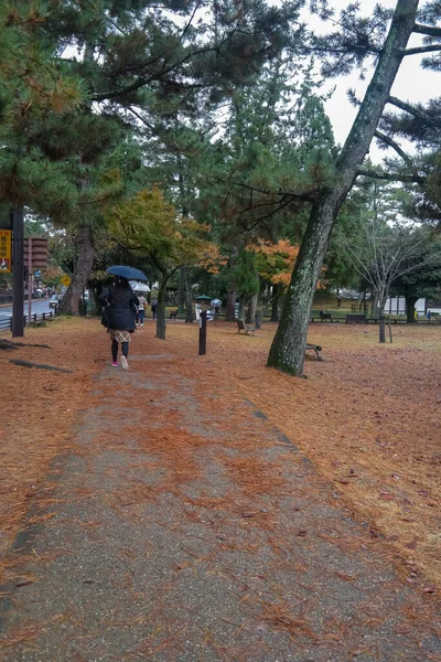Японія 2015 Nov Осінній Барвистий Червоний Кленовий Лист Японського Саду — стокове фото