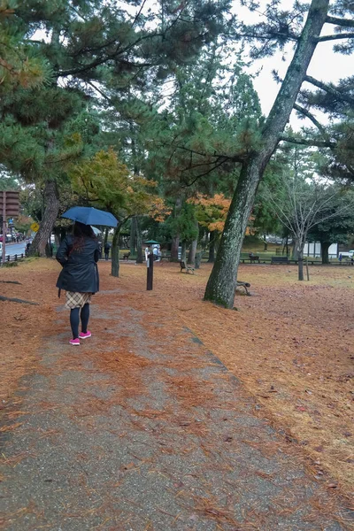 Японія 2015 Nov Осінній Барвистий Червоний Кленовий Лист Японського Саду — стокове фото