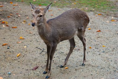 Nara 'nın geyiği, Sika Geyikleri Sonbahar Yağmurlu Arazisi, Nara Halk Parkı, Nara, Japonya
