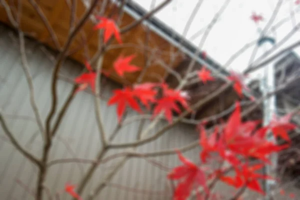 Defocus Fundo Outono Colorido Folha Bordo Vermelho Jardim Japonês Debaixo — Fotografia de Stock