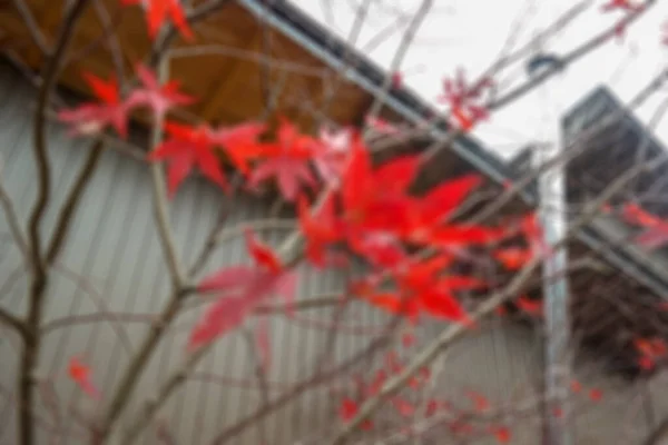 Defocus Fundo Outono Colorido Folha Bordo Vermelho Jardim Japonês Debaixo — Fotografia de Stock