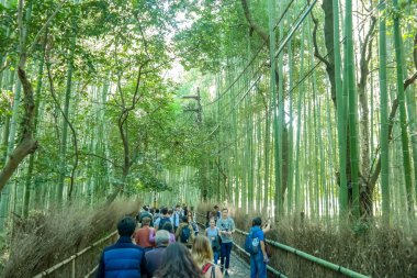 Kyoto 2015 19 Kasım, Arashiyama Bambu Korusu, Arashiyama 'nın bambu ağaçları