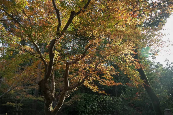 Japonia 2015 Lis Piękne Drzewo Autmun Pobliżu Sanktuarium Fushimi Inari — Zdjęcie stockowe