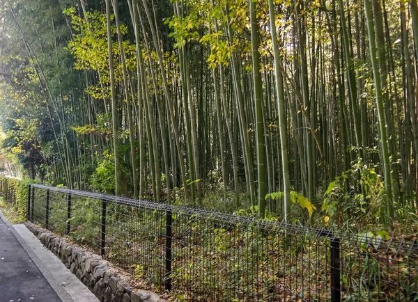 Kjóto 2015 Listopadu Arashiyama Bamboo Grove Bambusové Háje Arashiyamy — Stock fotografie