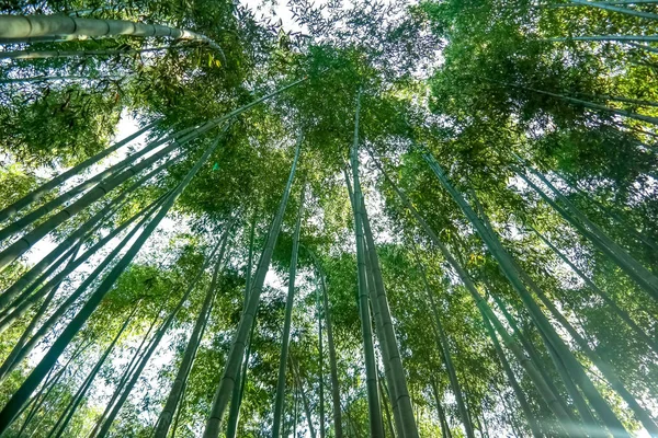 Kyoto 2015 Nov Arashiyama Bamboo Grove Boschetti Bambù Arashiyama — Foto Stock