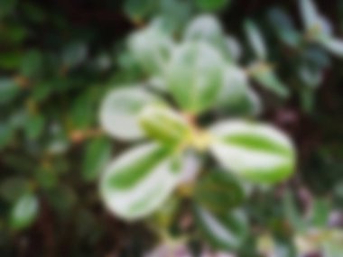 bulanık veya odaksız yaprak arkaplanını kapat