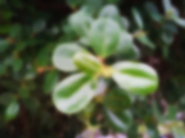 Close Blur Defocused Leaves Background — Stock Photo, Image