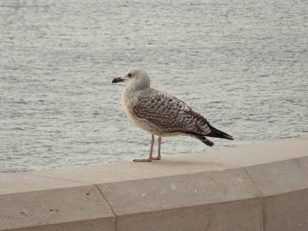Seagulls Pier Beach — Stock Photo, Image