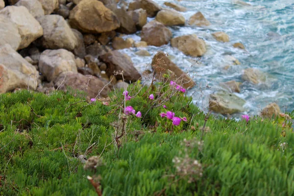 Roca Mar Tierra Flora — Photo