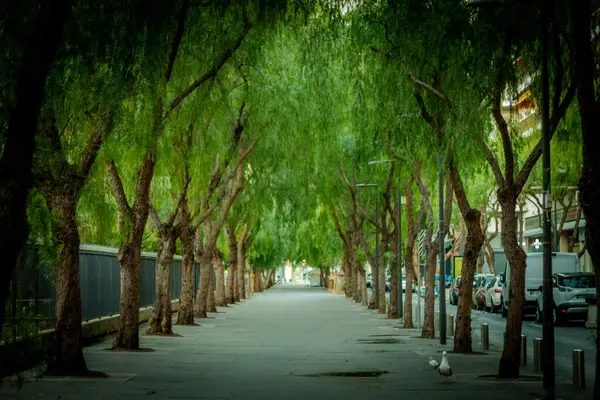 Şehrimde bir sabah yürüyüşü