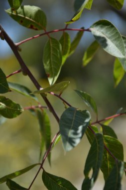 Bahçede yeşil yapraklar