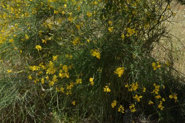 Bahçedeki sarı çiçek