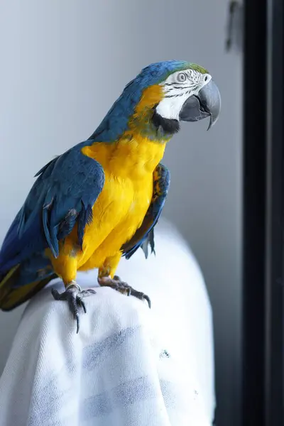 stock image parrot with a yellow parrot