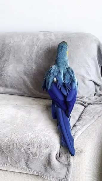 Burung Beo Biru Sofa — Stok Video