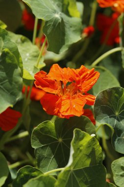 Bahçedeki kırmızı çiçek