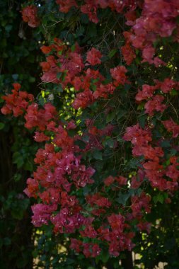 Bahçedeki kırmızı çiçekler