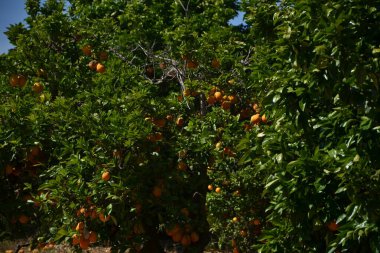 Olgun portakal ağacı ve güneşin arka planında yeşil yapraklar.