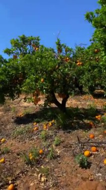 Meyve bahçesinde portakallar