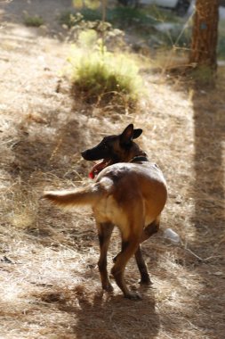 Şehirdeki parkta bir köpek