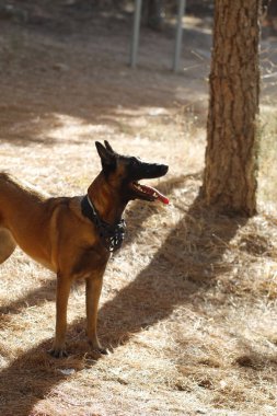 Alman çoban köpeği parkta sopayla oynuyor.
