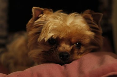 Tatlı küçük chihuahua köpeği yatakta uyuyor.