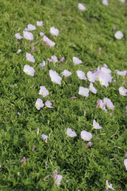 Bahçedeki güzel çiçekler