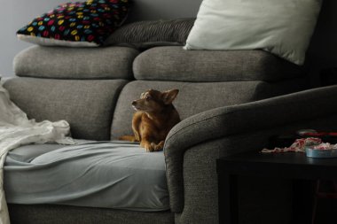 Sevimli küçük köpek kanepede yatıyor.