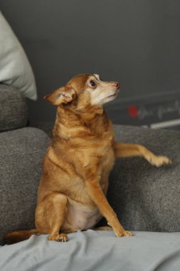 sevimli köpek koltukta yalan