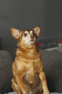 Köpek kanepede oturuyor.