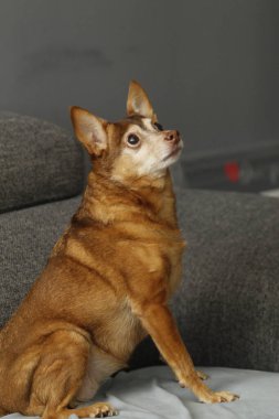 Bir köpeğin portresi.