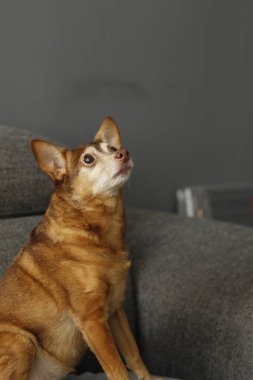 Kanepede tatlı kırmızı bir köpek