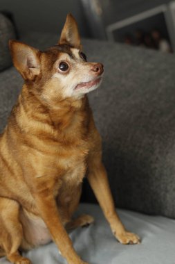 Güzel bir köpeğin portresi.