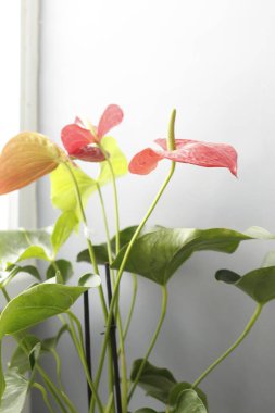 Bahçedeki kırmızı çiçek