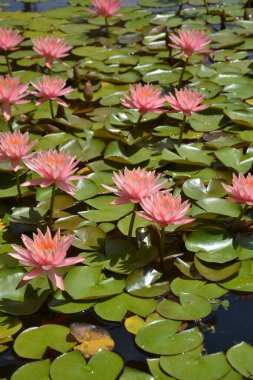 Gölde açan güzel bir nilüfer çiçeği.