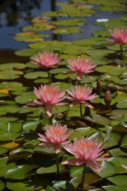 Nilüfer çiçekleri, sulu zambak çiçekleri