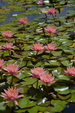 Bahçedeki güzel nilüfer çiçeği
