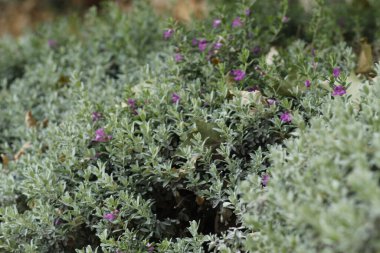 Parktaki bir bitkinin çiçeği.