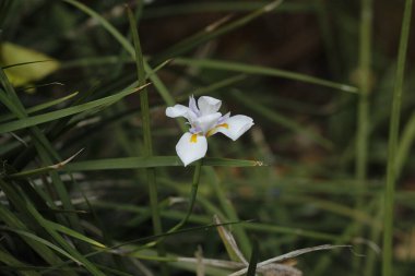 Bahçedeki güzel beyaz çiçek