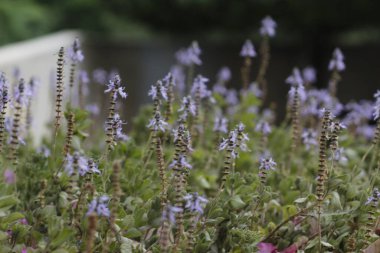 Bahçedeki güzel çiçekler