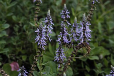 Bahçedeki güzel çiçekler