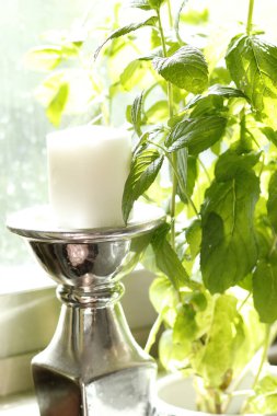 Cam bir kavanozda yeşil bitki ve beyaz bir arka plan..