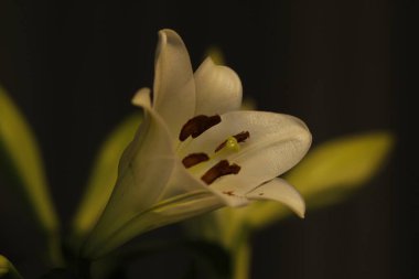 Güzel botanik fotoğrafı, doğal duvar kağıdı.