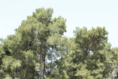 Ormandaki çam ağacı