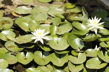 Doğada güzel lotus çiçeği