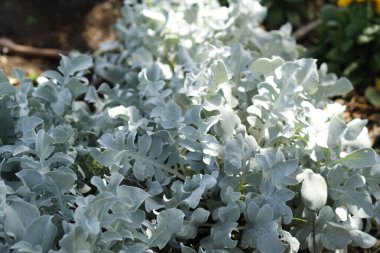 Beyaz ve yeşil yapraklı bir bitkinin yakın görüntüsü