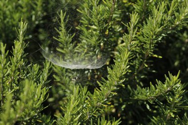 Ağacın dalına çiy düşmüş bir örümcek ağına yakın plan.