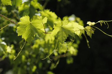 Üzümlü yeşil yapraklı
