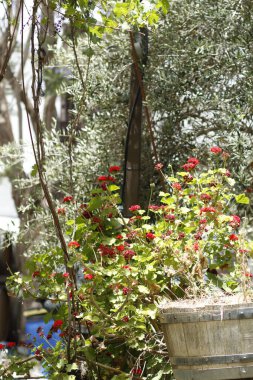Güzel botanik fotoğrafı, doğal duvar kağıdı.