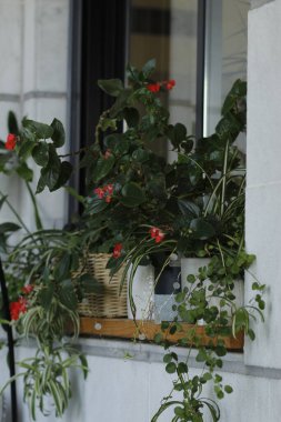 Güzel botanik fotoğrafı, doğal duvar kağıdı.