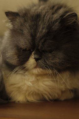 Yatakta yatan sevimli kedi.